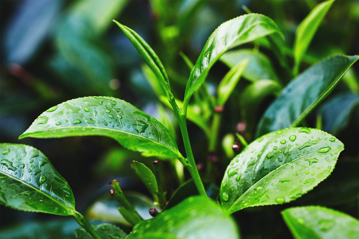 The Top 14 Ways Tea Tree Essential Oil Can Improve Your Life